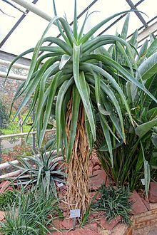 Aloe vaombe - Flora park - Cologne, Germany - DSC00771.jpg