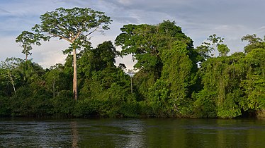 Langs de Surinamerivier