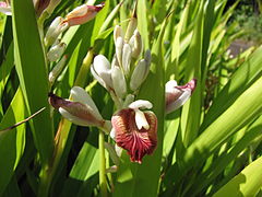 Alpinia calcarata.jpg