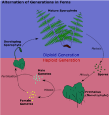 Reproduccion Vegetal Wikipedia La Enciclopedia Libre