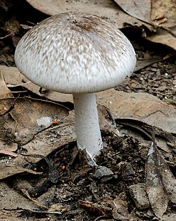 Amanita marmorata 710691.jpg