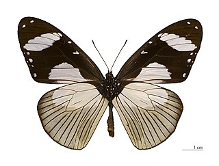 <i>Amauris</i> Genus of brush-footed butterflies