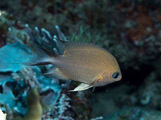 <i>Pycnochromis amboinensis</i> Species of fish