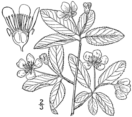 Tập_tin:Amelanchier_bartramiana_drawing.png