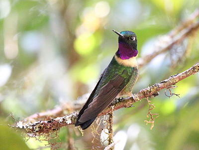 Peru, 2013 Amethyst-throated Sunangel (Heliangelus amethysticollis).jpg