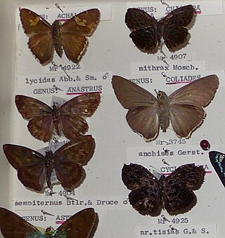 <i>Coeliades anchises</i> Species of butterfly