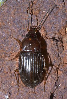 <i>Anatrichis minuta</i> Species of beetle