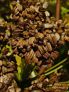 Angelica archangelica Fruits