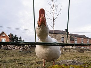 Angry goose (DSC 0780).jpg
