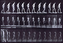 Locomotion animale. Plaque 559 (Bibliothèque publique de Boston) .jpg