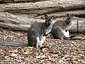 Animals in Parc de Thoiry 15.jpg