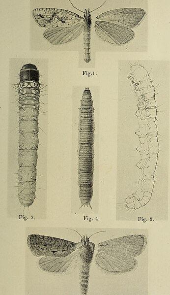 File:Annual report on the noxious insects of the State of Illinois (1887) (18747040223).jpg