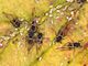 Крылатые черные насекомые на желтом растении с маленькими белыми насекомыми вокруг них.