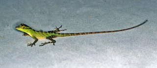 <i>Anolis squamulatus</i> Species of lizard