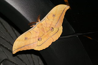 <i>Antheraea yamamai</i> Species of moth