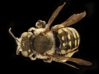 <i>Anthidium utahense</i> Species of bee