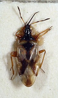 Anthocoris limbatus