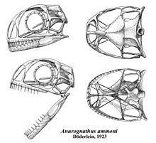 Crâne d'Anurognathus.jpg