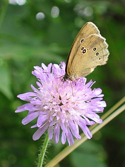 Djævelsbid (Knautia arvensis) med luktgræsommerfugl Aphantopus hyperantus