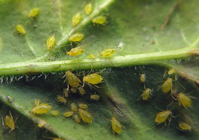 File:Aphids - 26 June 2016.jpg