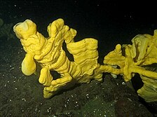 Cloud sponge (Aphrocallistes vastus) is a major reef-building species Aphrocallistes vastus.jpg