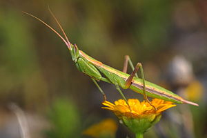 Fuentes short-winged fishing insect (Apteromantis aptera), male