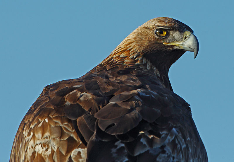 File:Aquila Chrysaetos.jpg