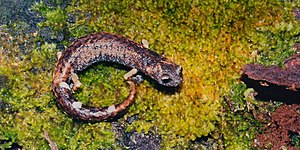 Chunky false brook salamander (Aquiloeurycea cephalica), El Cielo Biosphere Reserve, Tamaulipas, Mexico (12 August 2004).