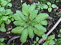 A large rosette with buds just visible at the centre. Growing in garden soil with other weeds