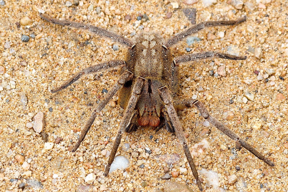 Hairy Tarantula Spider Stock Photo - Download Image Now - Adventure,  Animal, Animal Body Part - iStock