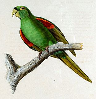 Puerto Rican parakeet Species of bird