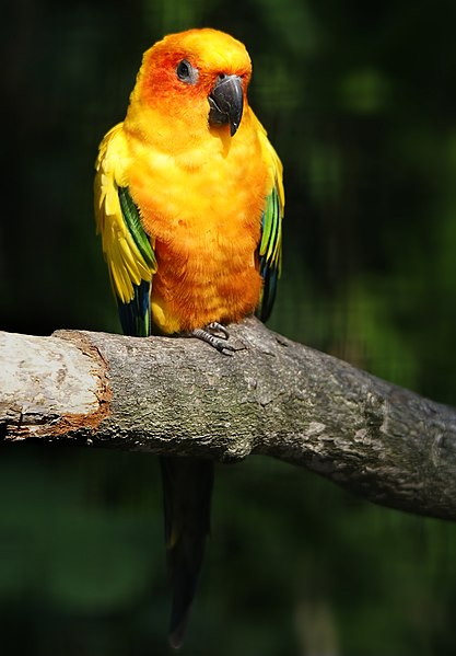 File:Aratinga solstitialis (frontal).jpg