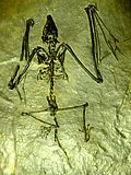 Miniatura para Archaeonycteridae