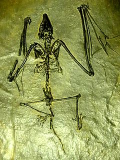 Archaeonycteridae Extinct family of bats