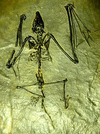 <span class="mw-page-title-main">Archaeonycteridae</span> Extinct family of bats