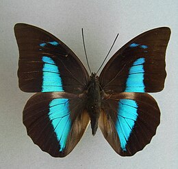 Archaeoprepona demophon