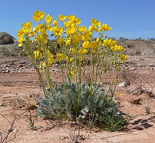 <i>Arctomecon californica</i> Species of flowering plant