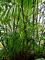 Arecaceae Calamus longipinna 1.jpg