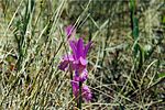 Miniatura para Arethusa bulbosa