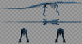 Skeletal diagram of Argentinosaurus