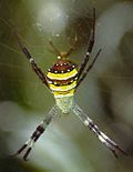 Miniatura para Argiope aetherea