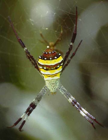 Argiope aetherea