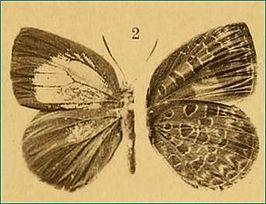 Arhopala epimete