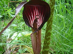 Arisaema speciosum