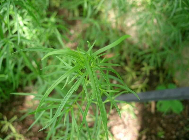 File:Artemisia dracunculus2.jpg