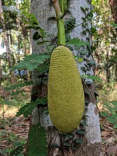 Jackfruit(Artocarpus heterophyllus)