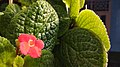 Arya.episcia cupreata.bulak lor.2019.2.jpg