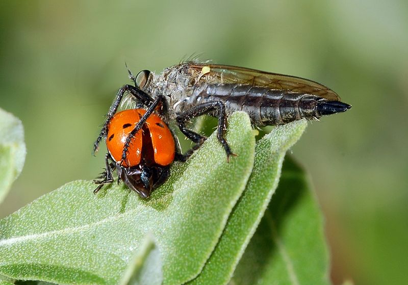 File:Asilidae fg03.jpg