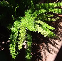 Asparagus fern.JPG