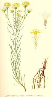 <i>Galatella linosyris</i> Species of plant